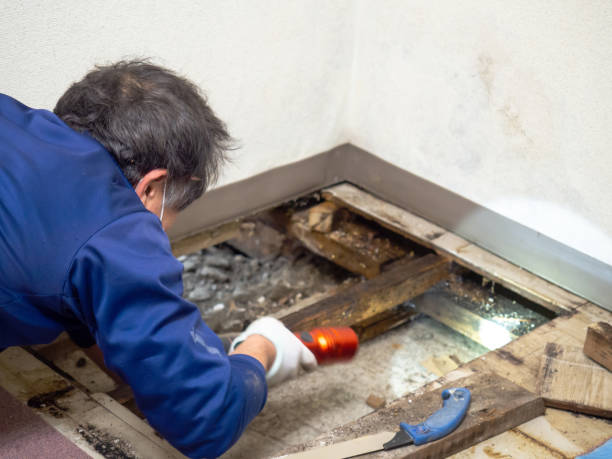 Best Post-Flood Mold Remediation in Passapatanzy, VA