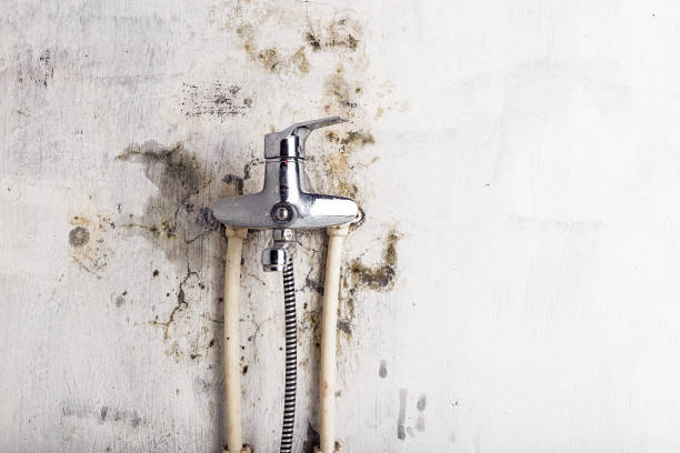  Passapatanzy, VA Mold Removal Pros