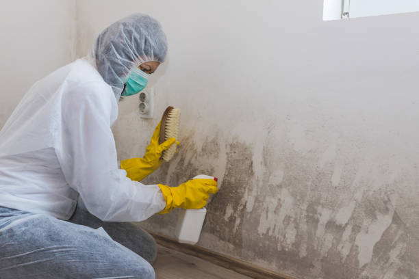Best Post-Flood Mold Remediation in Passapatanzy, VA