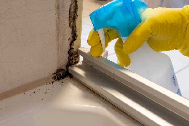 Best Post-Remediation Services in Passapatanzy, VA