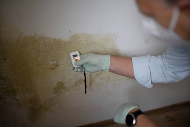 Best Mold Remediation for Schools in Passapatanzy, VA