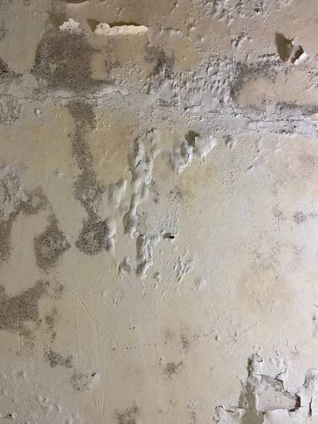 Best Emergency Mold Remediation in Passapatanzy, VA