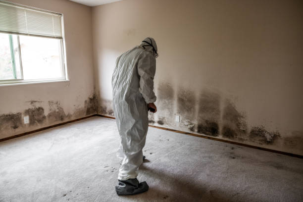 Best Mold Remediation for Schools in Passapatanzy, VA