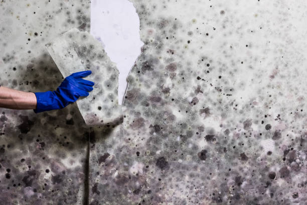 Best Black Mold Remediation in Passapatanzy, VA