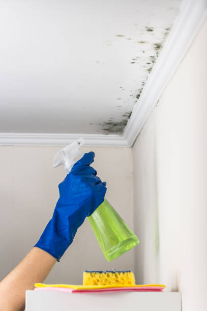 Best Commercial Mold Remediation in Passapatanzy, VA